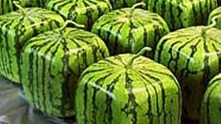 Как вырастить квадратный арбуз своими руками