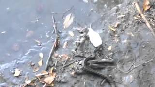 Необычный случай на рыбалке