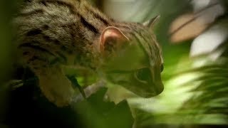 Говорящие коты смешно до слез 2019 - Смешные кошки МатроскинТВ