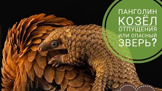 ПАНГОЛИН (ЖИВОТНОЕ-ШИШКА): НЕЗАСЛУЖЕННО ОБВИНЕННЫЙ ЗВЕРЬ ИЛИ ПОТЕНЦИАЛЬНАЯ ОПАСНОСТЬ?