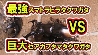 最強スマトラヒラタクワガタ VS 巨大セアカフタマタクワガタ