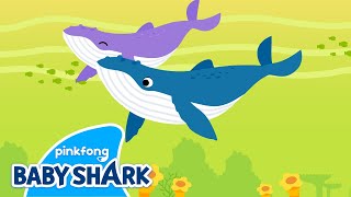 Singer Whale | Sea Animals Song | Baby Shark and Sea Animals 