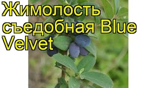 Жимолость съедобная Блю Велвет. Краткий обзор, описание характеристик lonicera edulis Blue Velvet