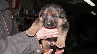 Щенок немецкой овчарки , 3 нед.Одесса.