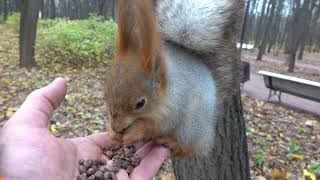 Белка похожая на Толстую Копию / A squirrel that looks like Tolstaya Copy