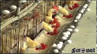Egg Export from Namakkal Increased - Dinamalar August 26th News in Video