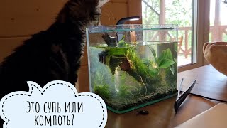 Сову не видно, но она есть! Мелко жук - носорог, а кошка Морошка хочет дружить рыбоньку