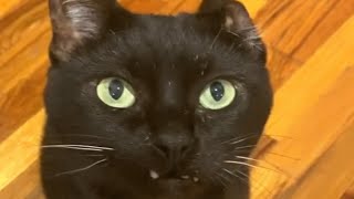 Woman adopted this unusual cat. And people are obsessed with his looks.