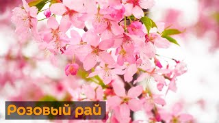 Полюбуйтесь, как в китайских парках зацвела сакура