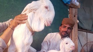 Gulabi Goat  Kids | Documentary