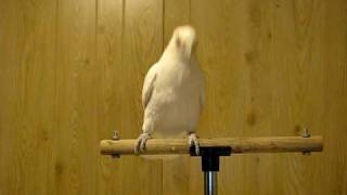 Frostie Dancing To Shake Your Tail Feather! ©Karla K. Larsson