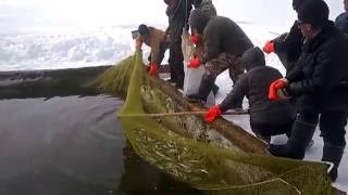 Рыбалка 2016 на корюшку. март. Амур.. 2016 fishing for smelt. March.