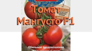 Томат обыкновенный Мангусто F1 (mangusto f1) ? обзор: как сажать, семена томата Мангусто F1