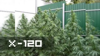 X-120 Автоцвет Гигант