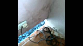 Como Solucionar Problemas De Humedad En Los Simientos