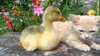 БЕЛКА и ГУСЬ  BELKA and Goose