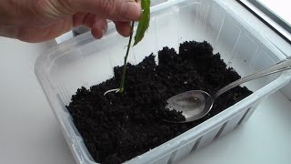 Пасифлора Маракуйя гибридная Окоренение