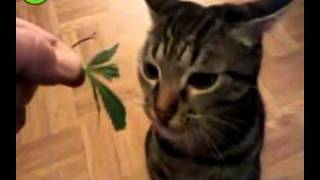 Кот кушает коноплю
