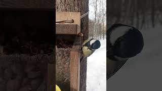 Разборчивая синица / The picky tit