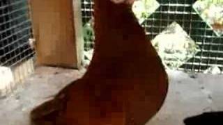 Fancy Pigeons