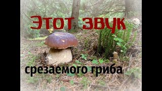 Поход за грибами в лес И тот самый звук срезаемого гриба!!! Как найти грибное место? Поиск грибов.