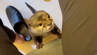 常にフリーダムすぎるカワウソ猫ともう1匹 Always too freeform otter cat and another one.