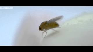 The Fly eating marshmallow / Муха кушает зефир :)