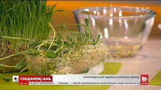 Пророщені зерна: як виростити корисну смакоту у себе на підвіконні