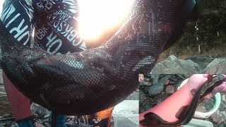 【發現新釣點】 一種狂咬ㄉ節奏  每次都把桶子塞爆 [靜水目視釣法與石邊飄縫][下集]