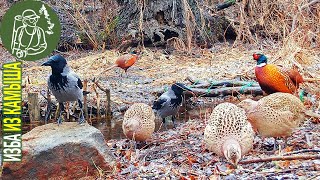 Изба без меня ???? Видео для расслабления Фотоловушка: фазаны, ворона, сойки, синицы