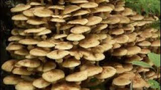 грибы в лесу-опята-переростки Armillaria Mellea