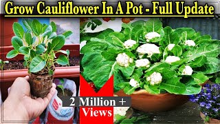 Easy Method To Grow Cauliflower From Seeds In A Pot ll From Seed to Harvest with the result