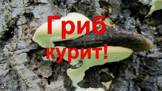 Прикол! Гриб курит!