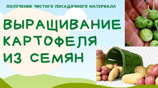 Выращивание картофеля из семян. Тонкости посадки.
