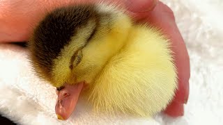 This duck's mama didn't want her. So a human adopted her.