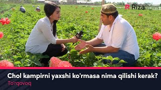 To'rqovoq - Chol kampirni yaxshi ko'rmasa nima qilishi kerak ? (hajviy ko'rsatuv)