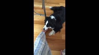 Dog licking my feet