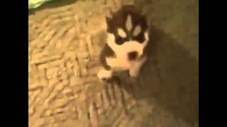 Husky says fuck!
