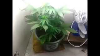 Auto Onyx CFL 3X 25W