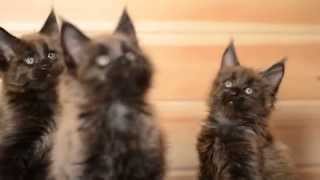 Котята мейн кун - черный солид - питомник Абсент