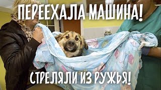 Без хвоста, лап и носа. В собаку стреляли из ружья.