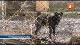 На жителя Одесской области напала чупакабра
