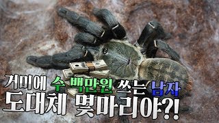 수백만원을.... 거미 입양하는데 쓰는 "남자?" 타란튤라가 몇마리야...?