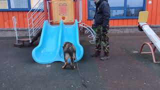 Социализация и тренинг молодых собак в городских условиях.
