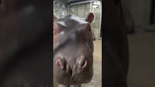 Baby Hippo Fritz is Starting to Sample More Solid Foods - Cincinnati Zoo #shorts