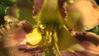 Лилейник daylily SPACECOAST BEHAVIOR PATTERN