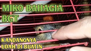 Miko girang bgt di kasih tempat tinggal dan tempat tidurnya dari BATOK KELAPA??? Lihat videonya!!
