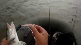 На виб NORTH CRAFT BT-Vib 78 ловится и судак.Zander Fishing.