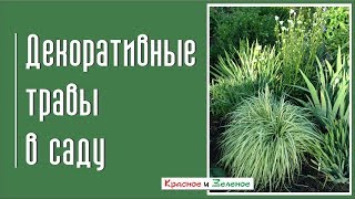 Декоративные травы в саду