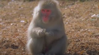 Animals Like Us - Animal Culture